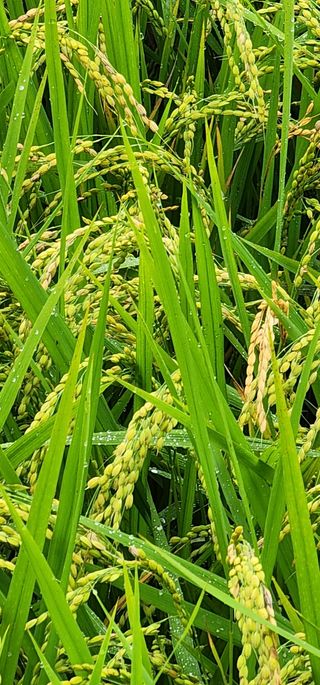 박재옥님의 벼 · 영농일지 작성글 사진