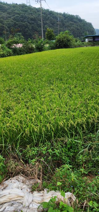 박재옥님의 벼 · 영농일지 작성글 사진