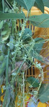 팜모닝 콩·영농일지 게시글 이미지