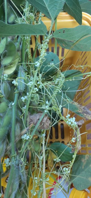 손인순님의 콩 · 영농일지 작성글 사진