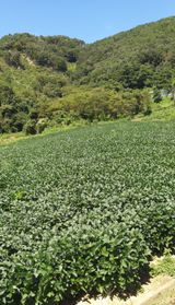 팜모닝 콩·영농일지 게시글 이미지