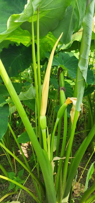 체리농원님의 자유주제 · 자유게시판 작성글 사진