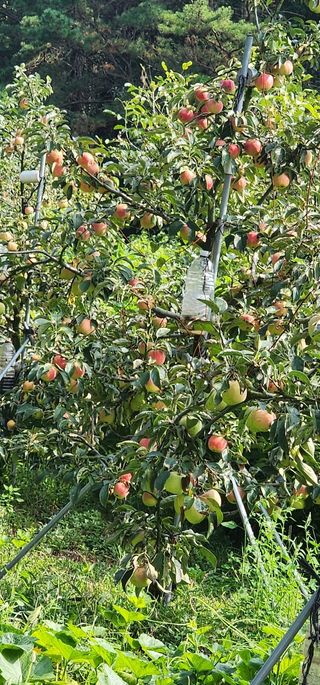 체리농원님의 자유주제 · 자유게시판 작성글 사진