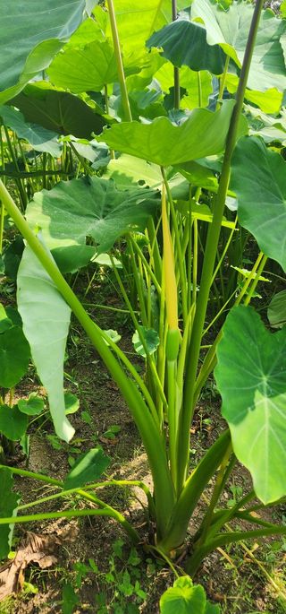 체리농원님의 자유주제 · 자유게시판 작성글 사진