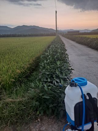 김영호님의 콩 · 영농일지 작성글 사진