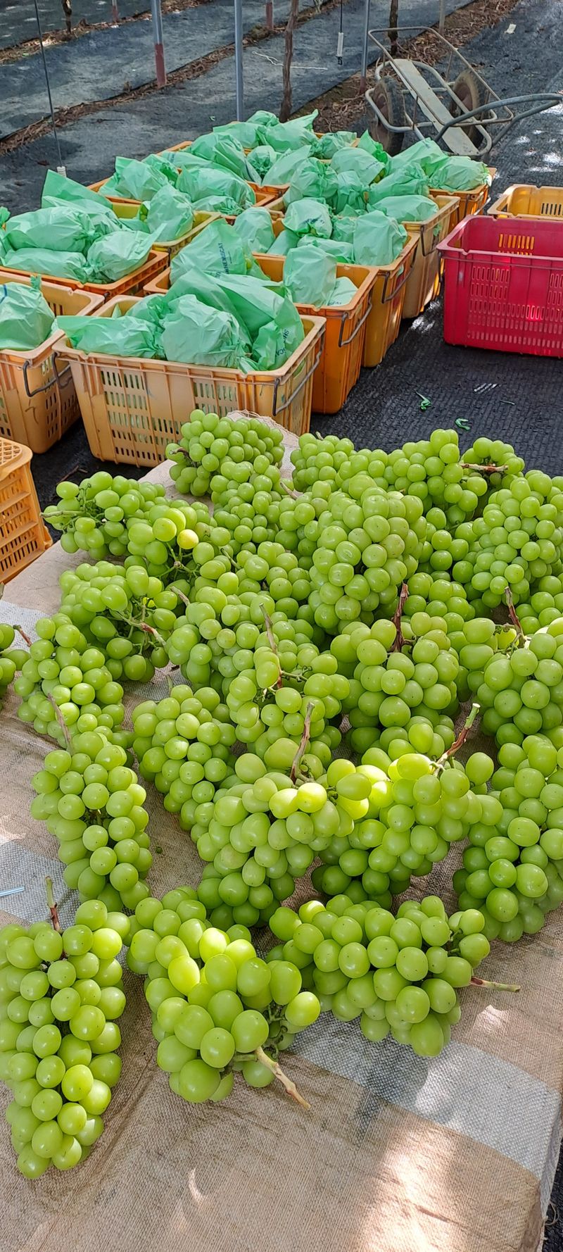 장터 상품 [샤인머스켓 선물용 3kg 택배비포함] 썸네일