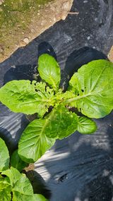 팜모닝 배추·병해충상담 게시글 이미지