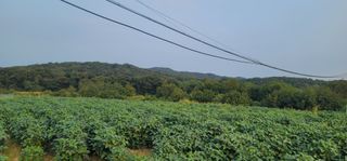 신승철님의 콩 · 영농일지 작성글 사진