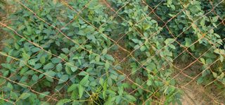 신승철님의 콩 · 영농일지 작성글 사진