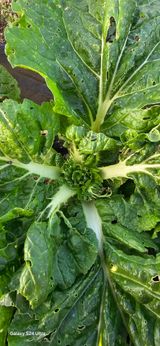 팜모닝 배추·병해충상담 게시글 이미지