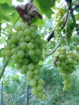 팜모닝 포도·영농일지 게시글 이미지