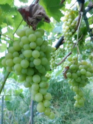 오재원님의 포도 · 영농일지 작성글 사진