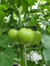 팜모닝 팜모닝·출석 게시글 이미지