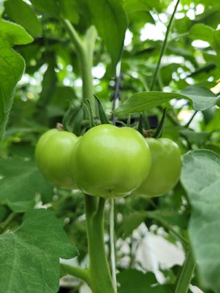 배명환님의 팜모닝 · 출석 작성글 사진