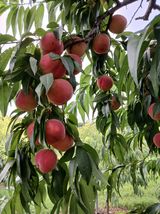 팜모닝 자유주제·자유게시판 게시글 이미지