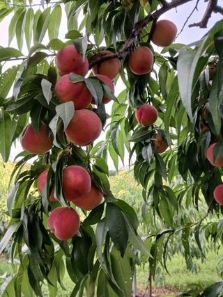 순정님의 자유주제 · 자유게시판 작성글 사진