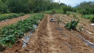 초보농부님의 감 · 영농일지 작성글 사진