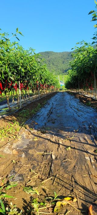 이숲농원님의 고추 · 영농일지 작성글 사진