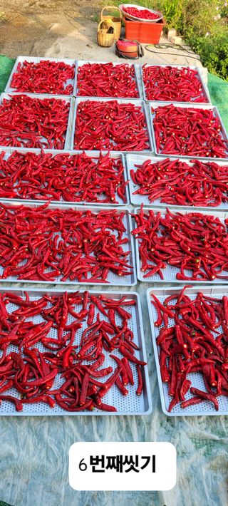 이숲농원님의 고추 · 영농일지 작성글 사진