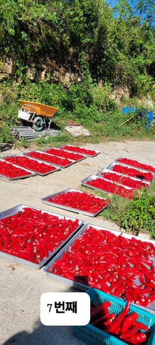 이숲농원님의 고추 · 영농일지 작성글 사진