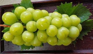 못내뜰애농원님의 자유주제 · 자유게시판 작성글 사진