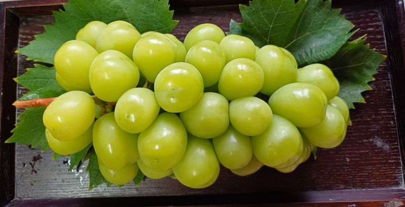 못내뜰애농원님의 장터 판매 상품 [샤인머스켓 2-4수선물용 2kg] 첨부 사진