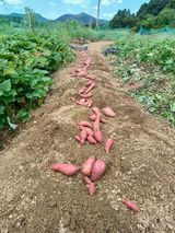 팜모닝 고구마·영농일지 게시글 이미지