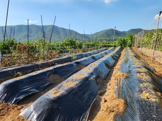 김영철님의 배추 · 영농일지 작성글 사진