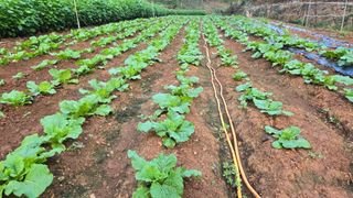 영월산지기148님의 배추 · 영농일지 작성글 사진