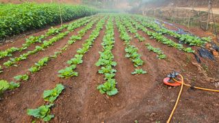 영월산지기148님의 배추 · 영농일지 작성글 사진