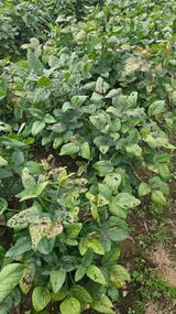 팜모닝 콩·영농일지 게시글 이미지