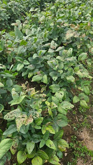 임상근님의 콩 · 영농일지 작성글 사진