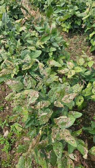 임상근님의 콩 · 영농일지 작성글 사진