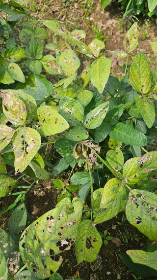 임상근님의 콩 · 영농일지 작성글 사진