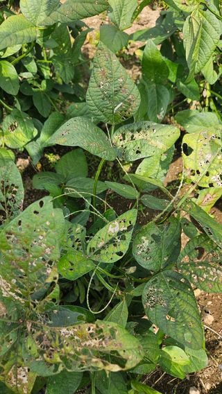 임상근님의 콩 · 영농일지 작성글 사진