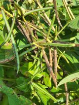 팜모닝 기타작물·영농일지 게시글 이미지