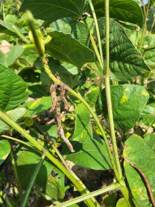 텃밭농부올빼미님의 기타작물 · 영농일지 작성글 사진