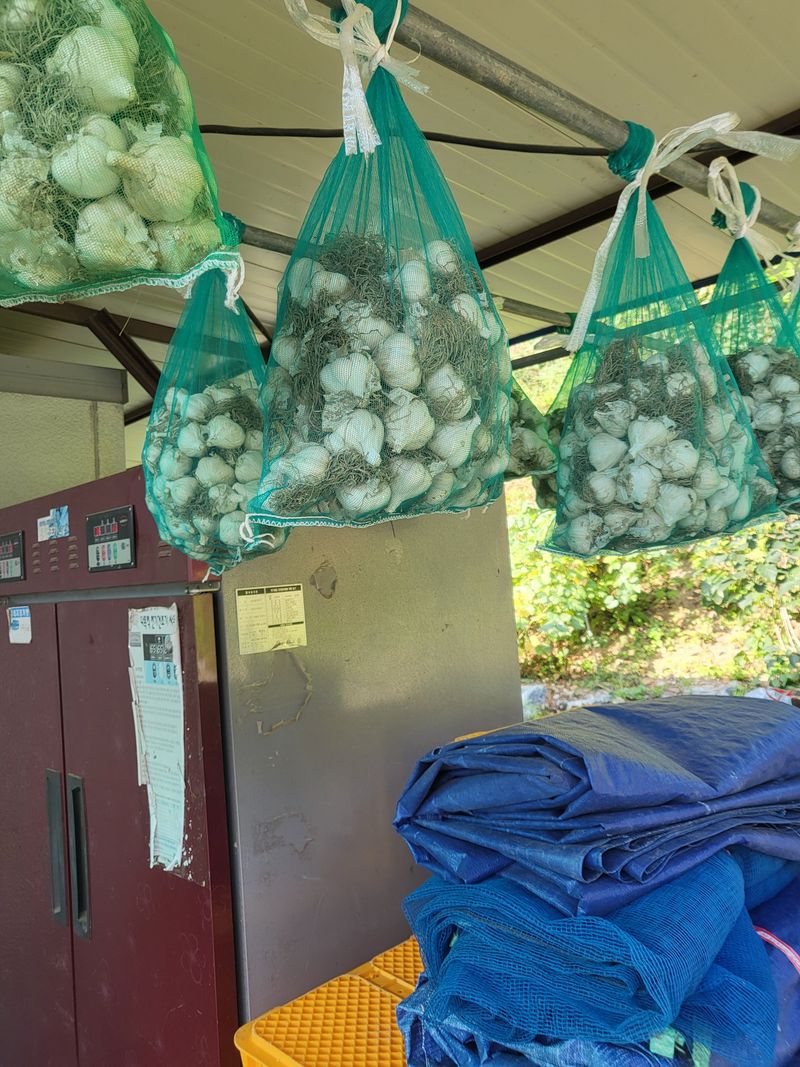 이상욱님의 장터 판매 상품 [충북제천 6쪽 마늘한접(100개)매진] 첨부 사진