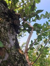 팜모닝 사과·영농일지 게시글 이미지