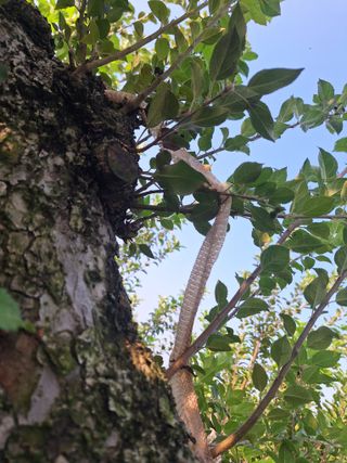 최승국님의 사과 · 영농일지 작성글 사진