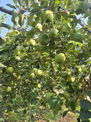 최승국님의 사과 · 영농일지 작성글 사진