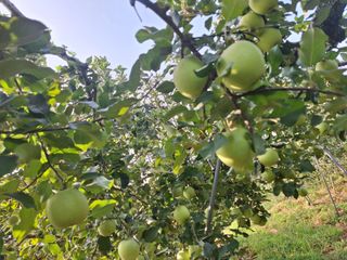 최승국님의 사과 · 영농일지 작성글 사진