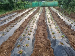 들꽃농장님의 배추 · 영농일지 작성글 사진