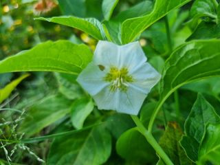 들꽃농장님의 배추 · 영농일지 작성글 사진