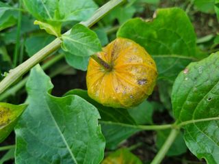 들꽃농장님의 배추 · 영농일지 작성글 사진