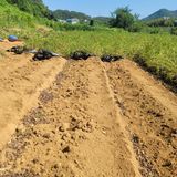 팜모닝 자유주제·자유게시판 게시글 이미지