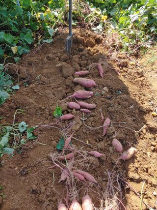_고성농장님의 오이 · 영농일지 작성글 사진