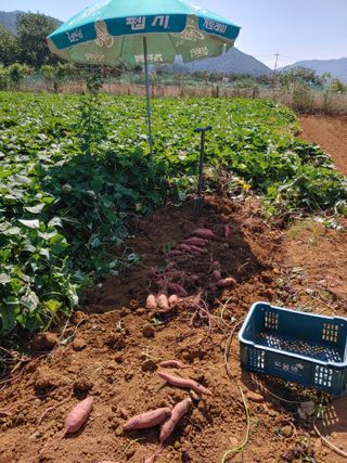 _고성농장님의 오이 · 영농일지 작성글 사진
