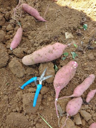 _고성농장님의 오이 · 영농일지 작성글 사진