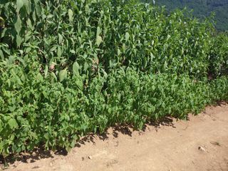 _고성농장님의 유해동물 퇴치하는 비법 공유해주세요 · 참여글 작성글 사진